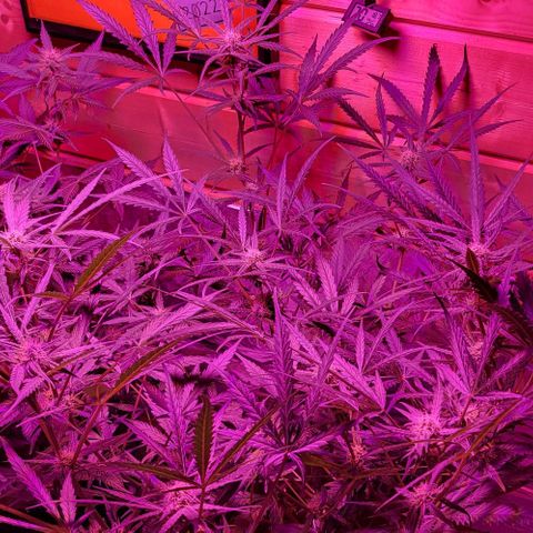 Candyfloss growlog timeline photo