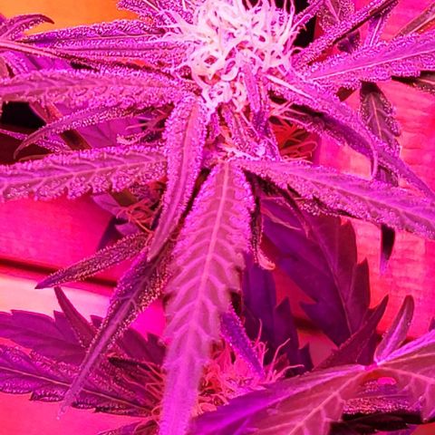 Candyfloss growlog timeline photo