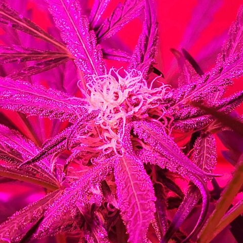 Candyfloss growlog timeline photo