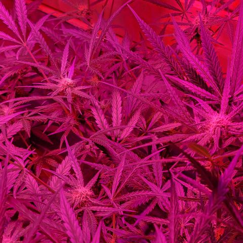 Candyfloss growlog timeline photo