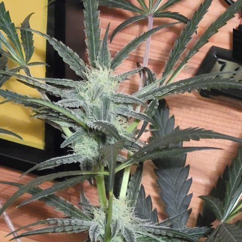 Candyfloss growlog timeline photo