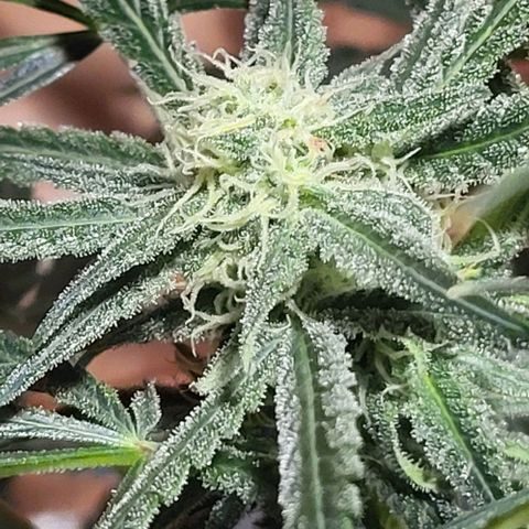 Candyfloss growlog timeline photo