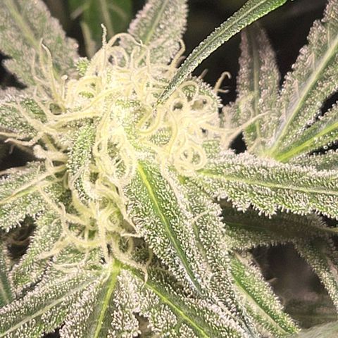 Candyfloss growlog timeline photo