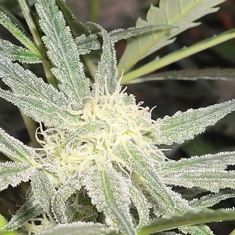 Candyfloss growlog timeline photo