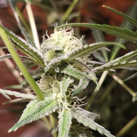 Candyfloss growlog timeline photo