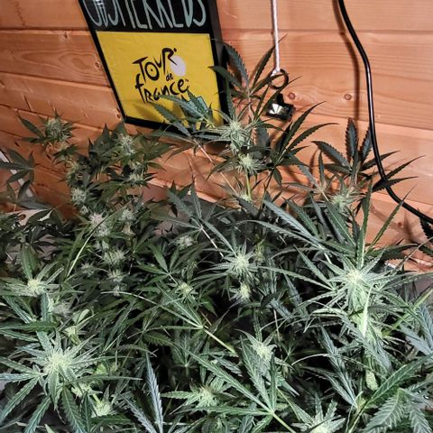 Candyfloss growlog timeline photo