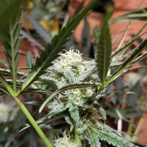 Candyfloss growlog timeline photo