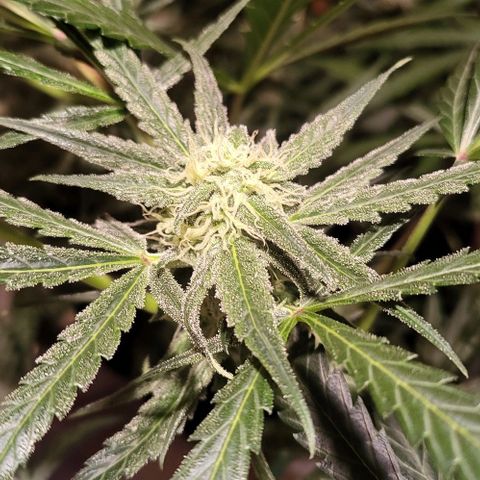 Candyfloss growlog timeline photo