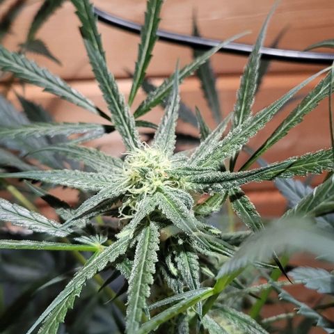 Candyfloss growlog timeline photo