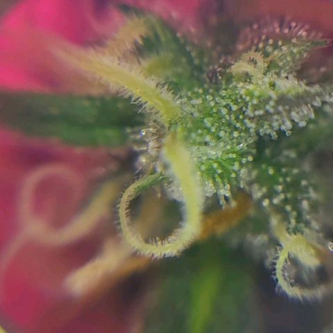 Candyfloss growlog timeline photo