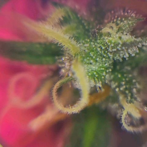 Candyfloss growlog timeline photo