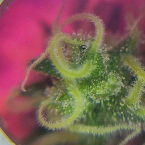 Candyfloss growlog timeline photo
