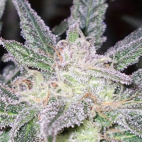 Candyfloss growlog timeline photo