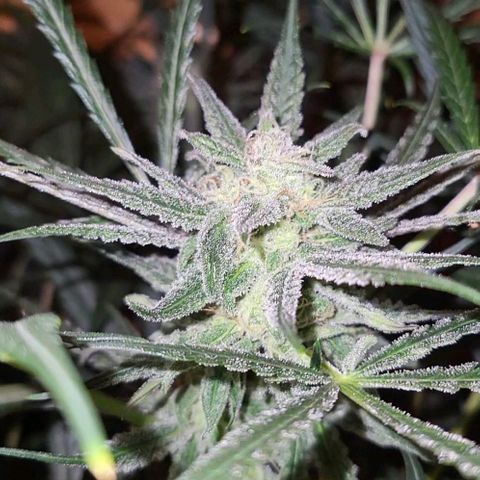 Candyfloss growlog timeline photo