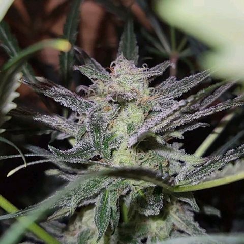 Candyfloss growlog timeline photo