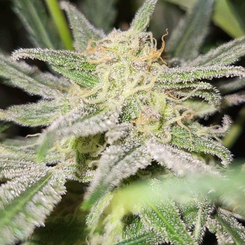 Candyfloss growlog timeline photo