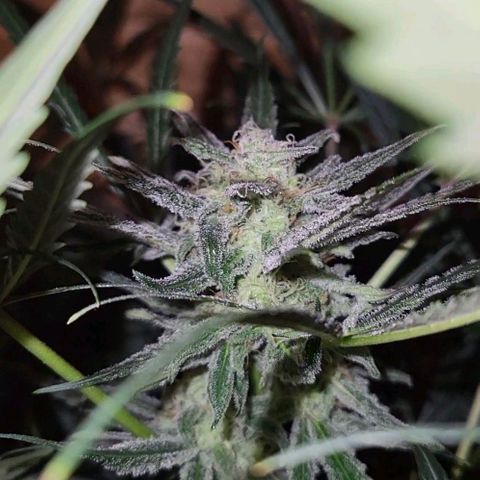 Candyfloss growlog timeline photo