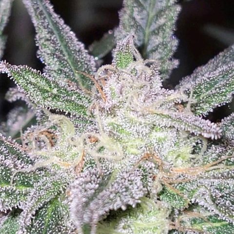 Candyfloss growlog timeline photo