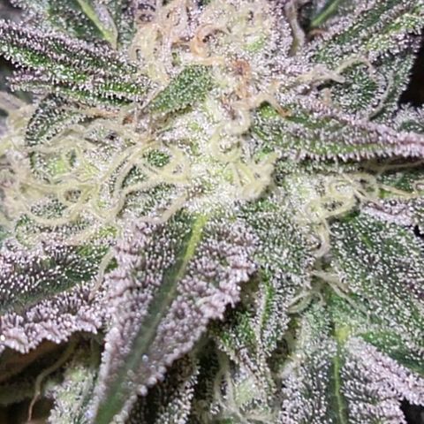 Candyfloss growlog timeline photo