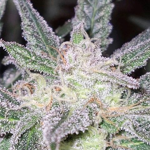 Candyfloss growlog timeline photo