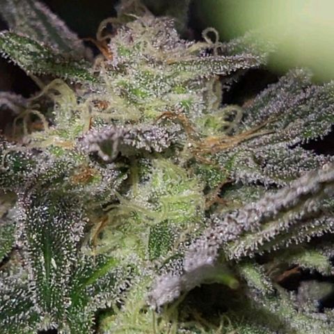 Candyfloss growlog timeline photo