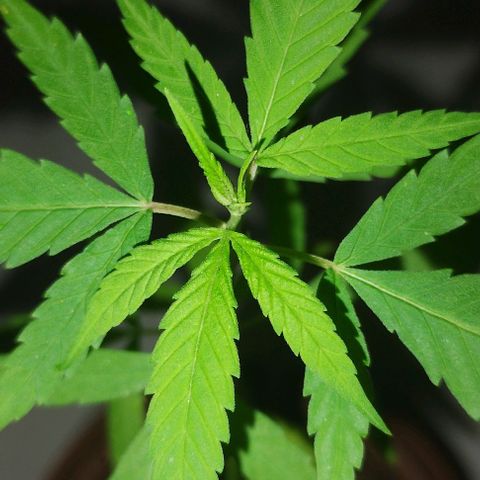 Miniolanta growlog timeline photo