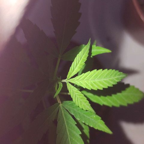 Miniolanta growlog timeline photo
