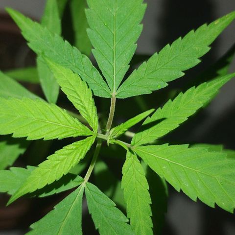 Miniolanta growlog timeline photo