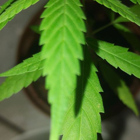 Miniolanta growlog timeline photo