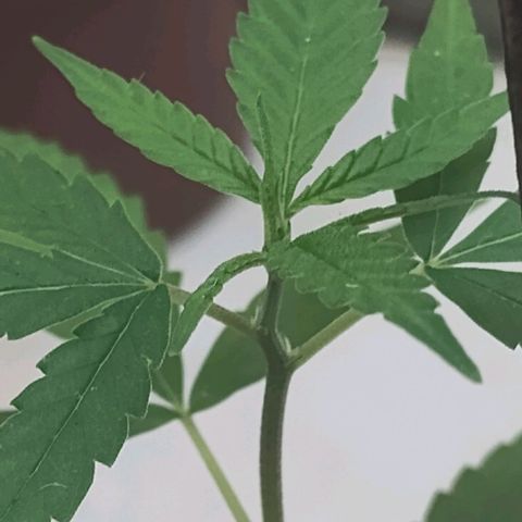 Miniolanta growlog timeline photo
