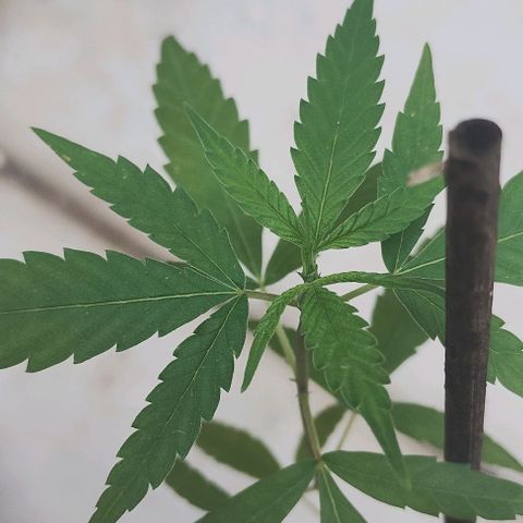 Miniolanta growlog timeline photo