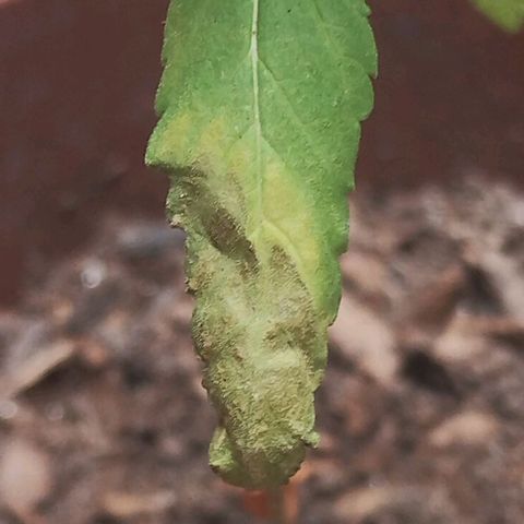 Miniolanta growlog timeline photo