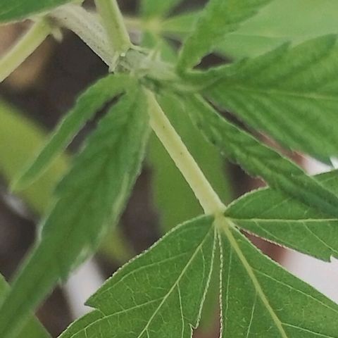 Miniolanta growlog timeline photo