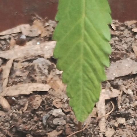 Miniolanta growlog timeline photo