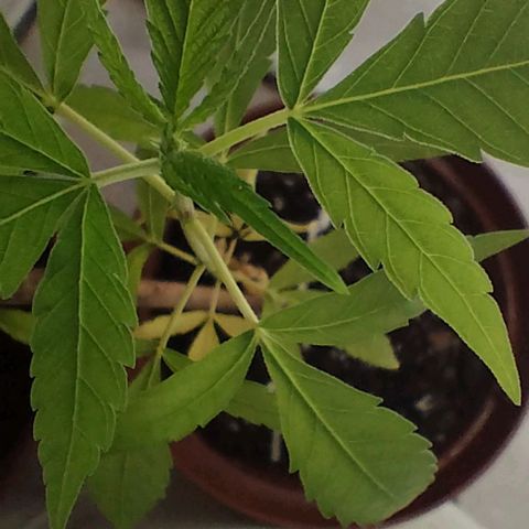 Miniolanta growlog timeline photo