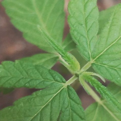 Miniolanta growlog timeline photo