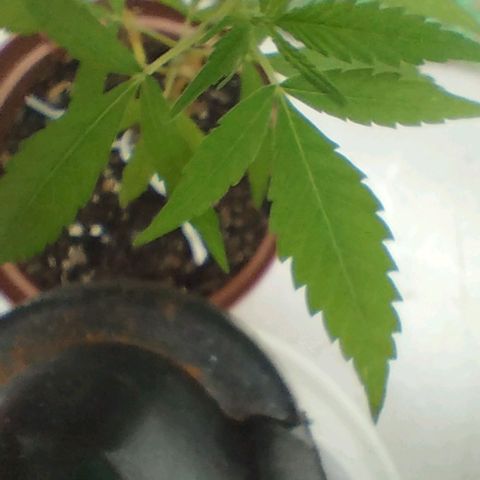 Miniolanta growlog timeline photo