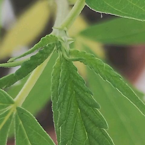 Miniolanta growlog timeline photo