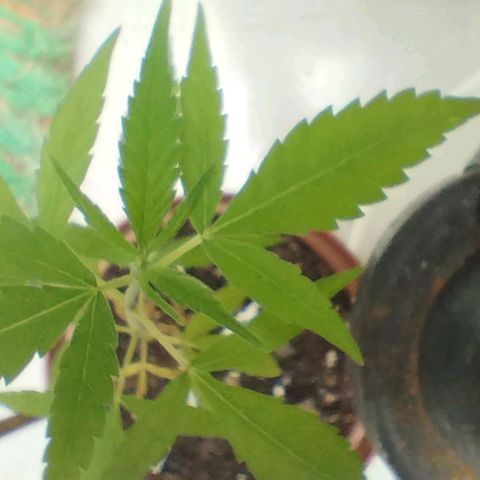 Miniolanta growlog timeline photo