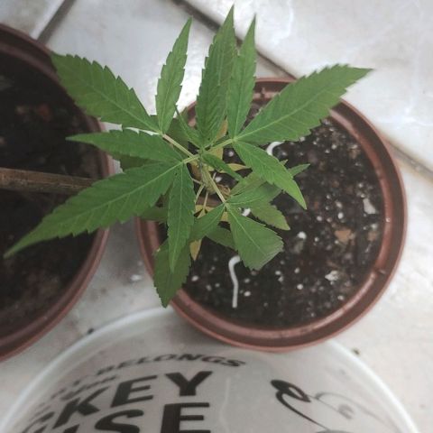 Miniolanta growlog timeline photo