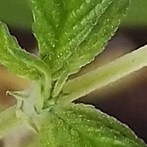 Miniolanta growlog timeline photo