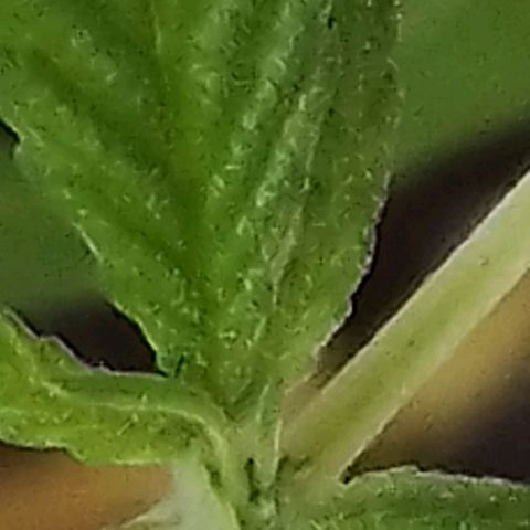 Miniolanta growlog timeline photo