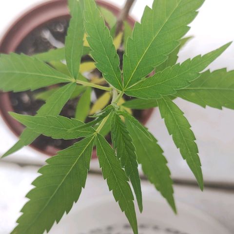Miniolanta growlog timeline photo
