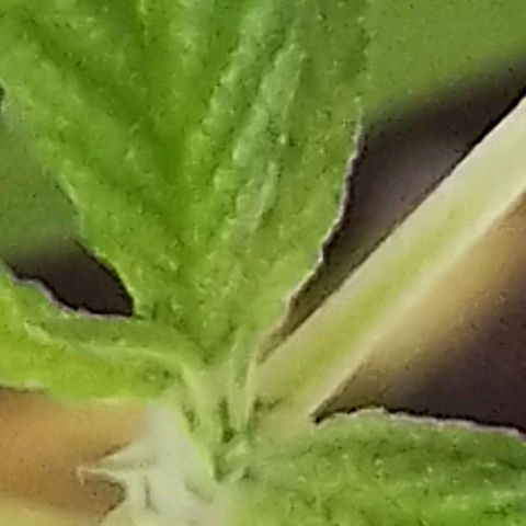 Miniolanta growlog timeline photo