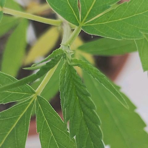 Miniolanta growlog timeline photo