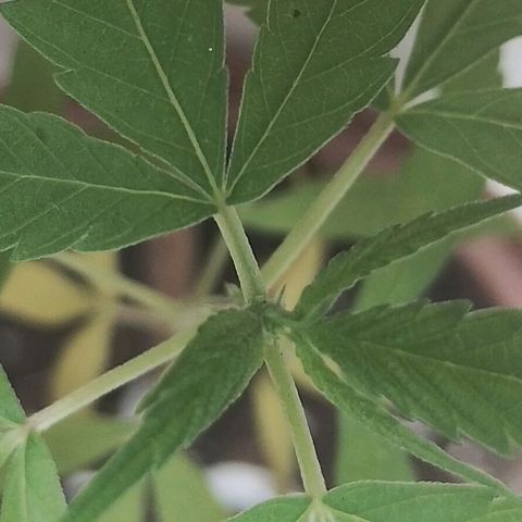 Miniolanta growlog timeline photo