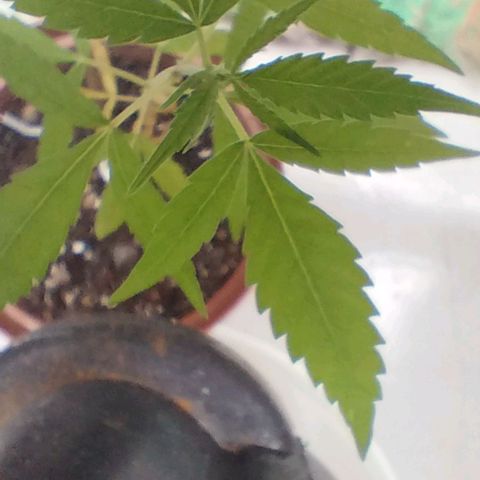 Miniolanta growlog timeline photo