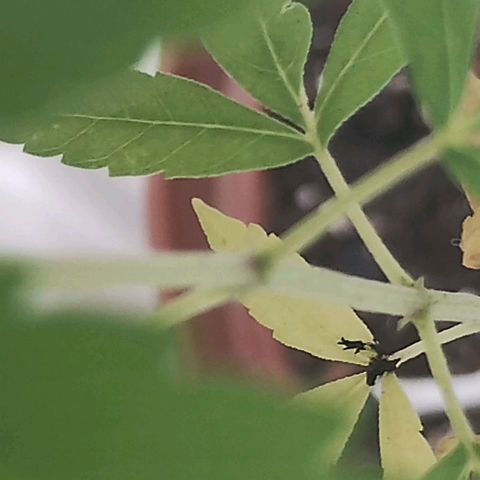 Miniolanta growlog timeline photo
