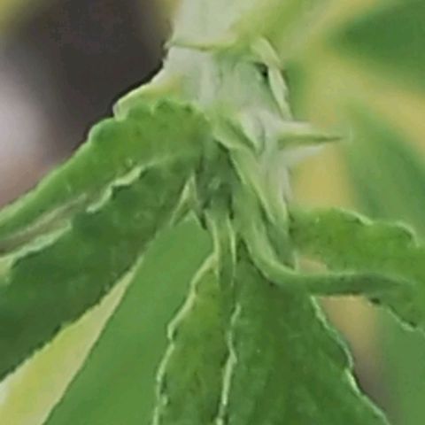Miniolanta growlog timeline photo