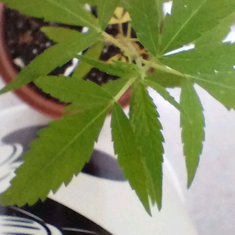 Miniolanta growlog timeline photo